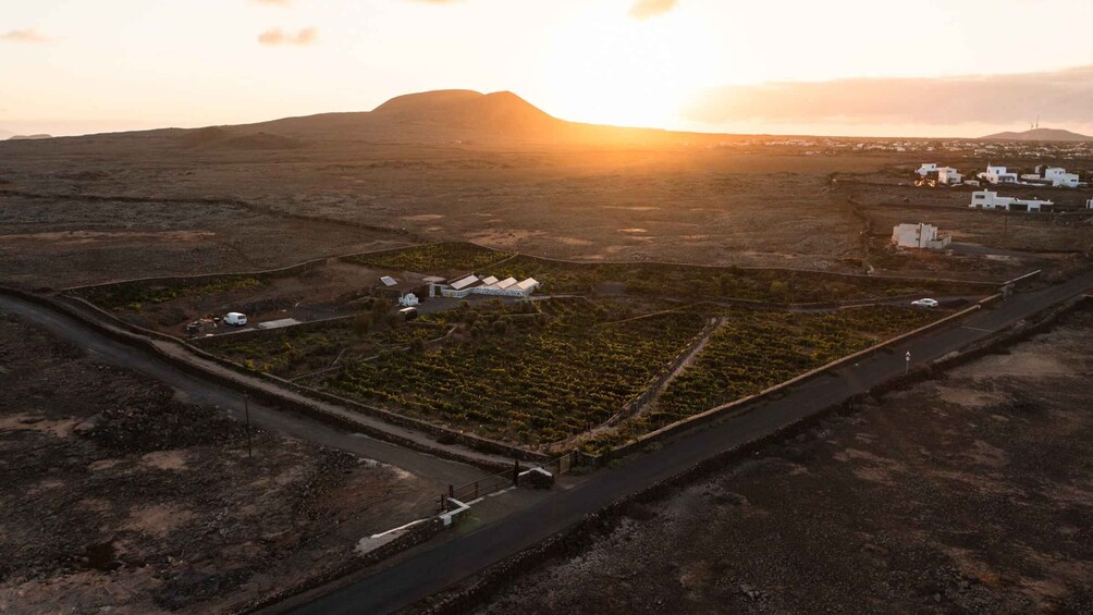 Picture 8 for Activity Fuerteventura: Tour of Bodega Conatvs Vineyard with Tasting