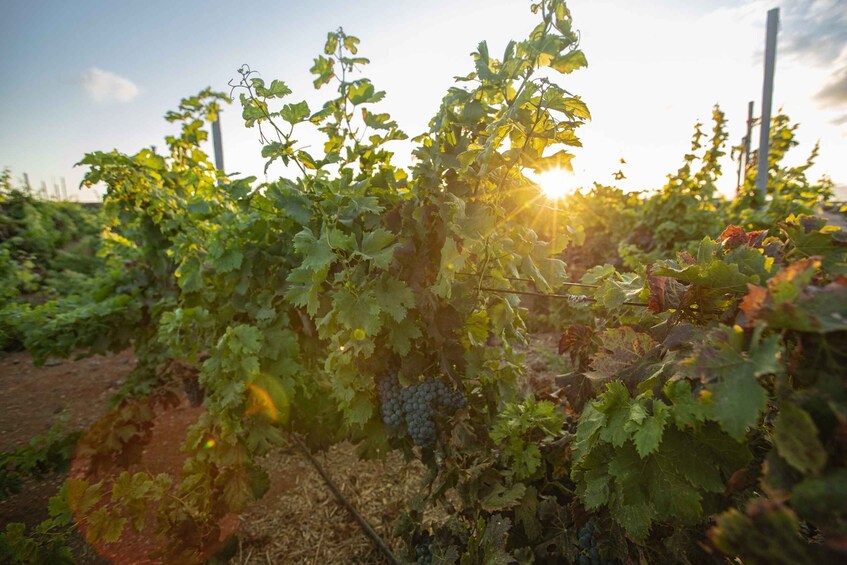 Picture 5 for Activity Fuerteventura: Tour of Bodega Conatvs Vineyard with Tasting