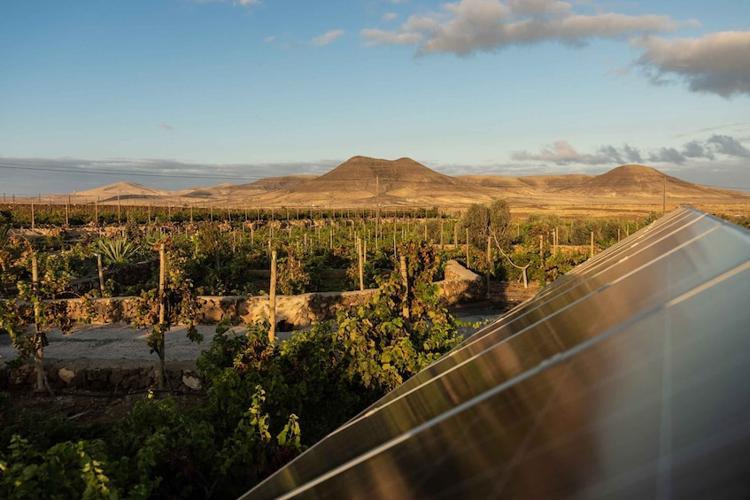 Picture 7 for Activity Fuerteventura: Tour of Bodega Conatvs Vineyard with Tasting