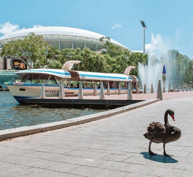 Picture 6 for Activity Adelaide: River Torrens Popeye Devonshire Tea Cruise