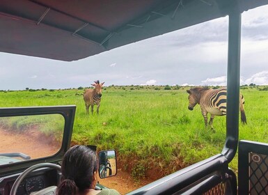 Ab Johannesburg: Nashorn- und Löwensafari und Wonder Cave Tour