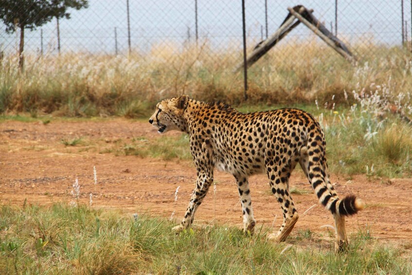 Picture 3 for Activity From Johannesburg: Rhino & Lion Safari and Wonder Cave Tour