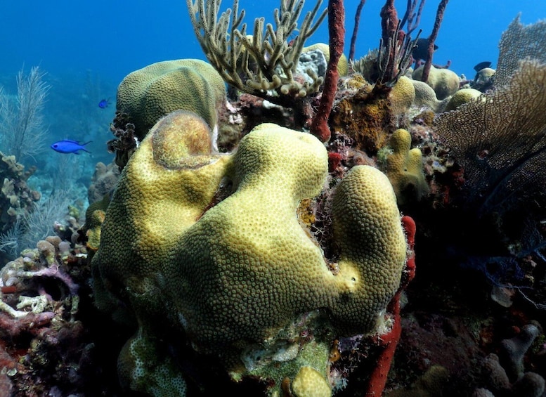 Picture 10 for Activity From Punta Cana: Small Group Catalina Island Snorkeling Tour