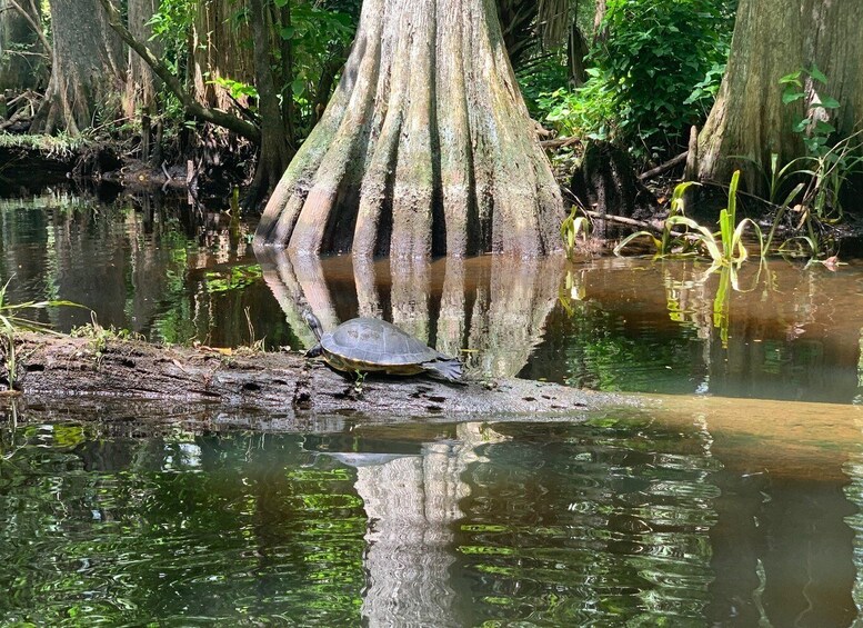 Picture 3 for Activity Jupiter: Loxahatchee River Scenic Kayak Tour