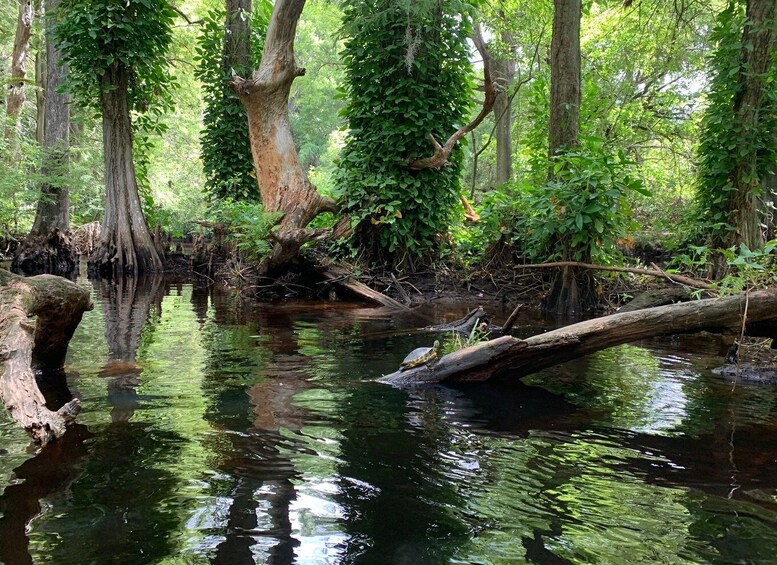 Picture 5 for Activity Jupiter: Loxahatchee River Scenic Kayak Tour