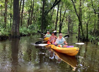 Júpiter: recorrido panorámico en kayak por el río Loxahatchee