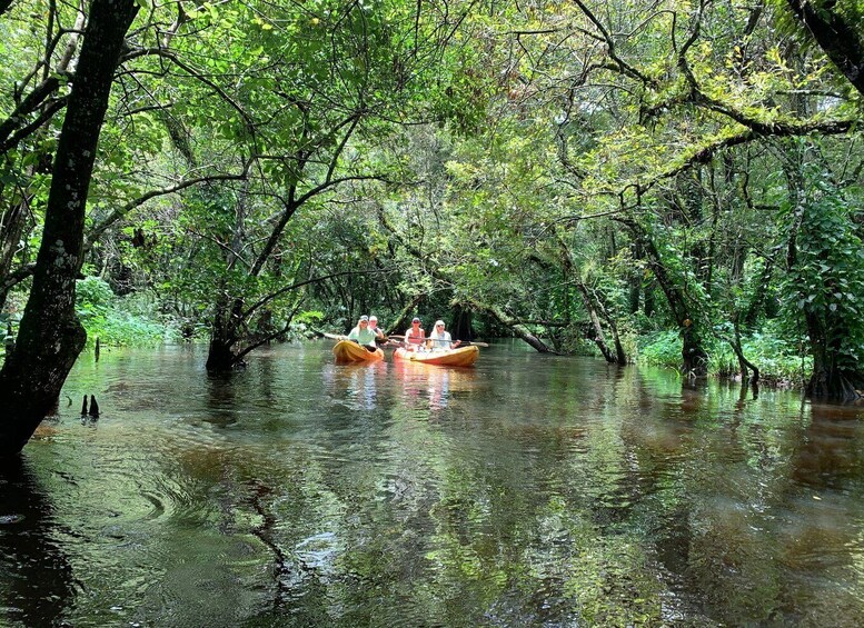 Picture 6 for Activity Jupiter: Loxahatchee River Scenic Kayak Tour