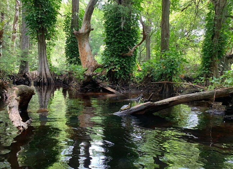 Picture 5 for Activity Jupiter: Loxahatchee River Scenic Kayak Tour