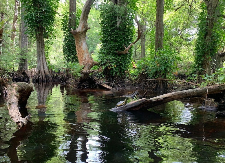 Picture 5 for Activity Jupiter: Loxahatchee River Scenic Kayak Tour
