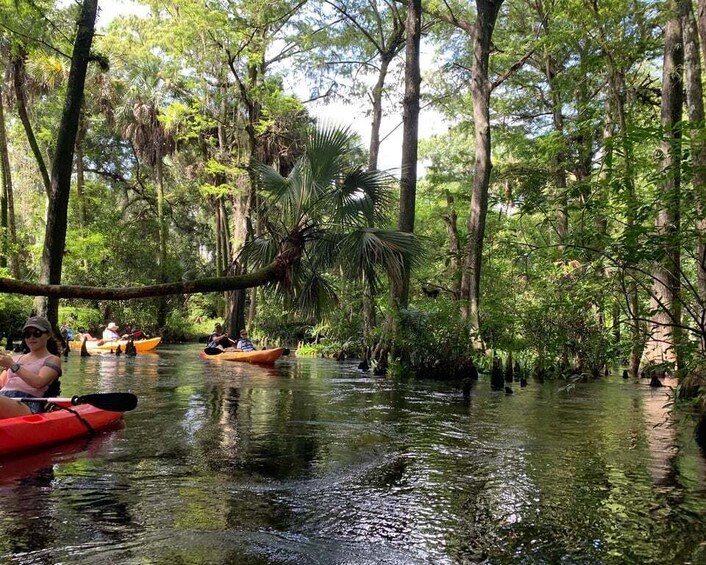 Picture 4 for Activity Jupiter: Loxahatchee River Scenic Kayak Tour