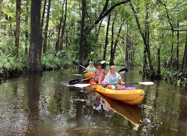 Jupiter: Wild and Scenic Loxahatchee River Kayak Tour