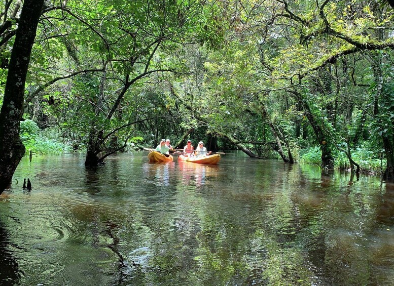 Picture 6 for Activity Jupiter: Loxahatchee River Scenic Kayak Tour