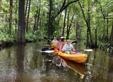 Jupiter: Loxahatchee River Scenic Kayak Tour