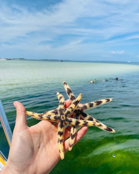 Picture 5 for Activity Panama City Beach: Shell Island Catamaran Snorkeling Tour