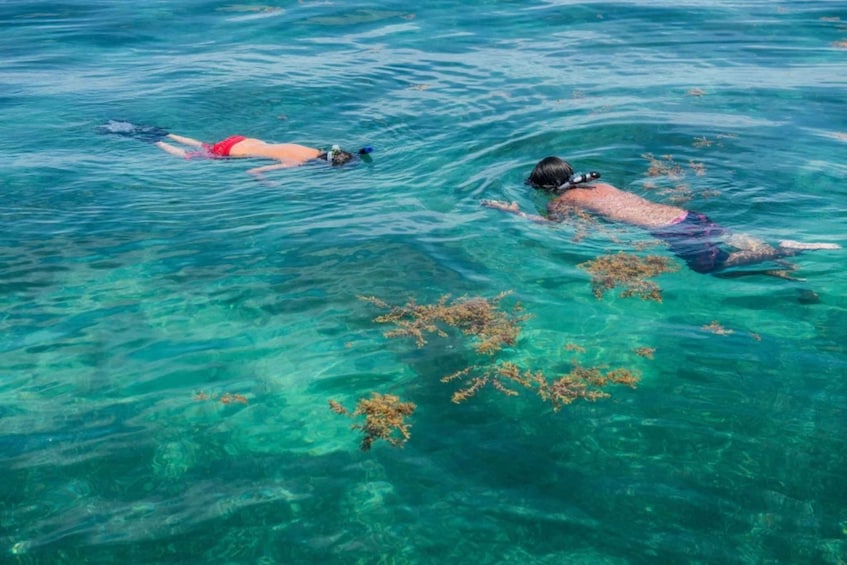 Picture 5 for Activity Shell Island: Snorkel & Dolphin Tour on Footloose Catamaran