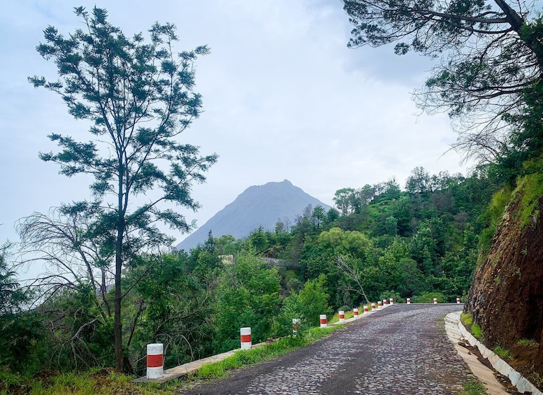 Picture 2 for Activity Sao Filipe: Coffee Plantation and Natural Pools Day Trip