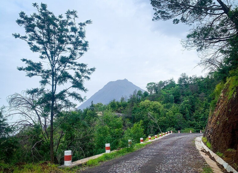 Picture 2 for Activity Sao Filipe: Coffee Plantation and Natural Pools Day Trip