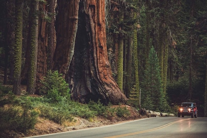 Sequoia: audioguía autónoma de Kings Canyon