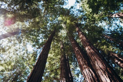 From San Francisco: Muir Woods & Sausalito Group Tour