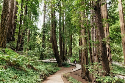 San Francisco: Muir Woods och Sausalito i liten grupp