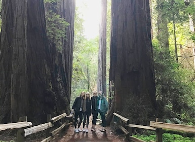 ทัวร์ซานฟรานซิสโกไปยังป่า Muir Woods Redwoods ยักษ์และ Sausalito