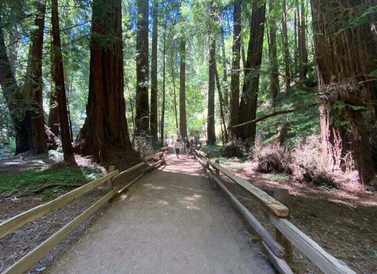 Picture 2 for Activity San Francisco: Tour of Muir Woods National Park & Sausalito