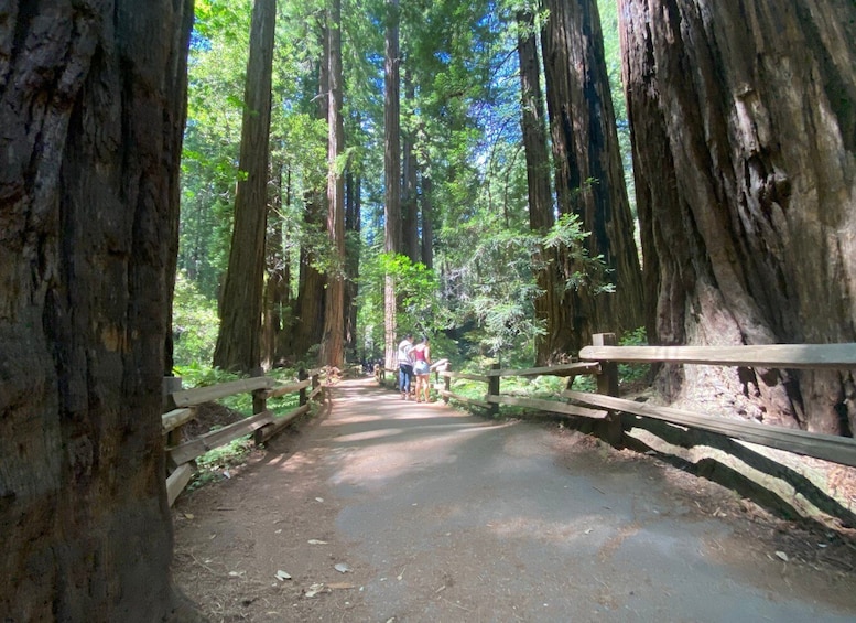Picture 5 for Activity San Francisco: Tour of Muir Woods National Park & Sausalito