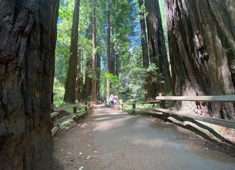 Picture 4 for Activity San Francisco Tour to Muir Woods Giant Redwoods & Sausalito