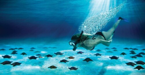 Cozumel: El Cielo & Palancar Snorkel med åben bar og ceviche