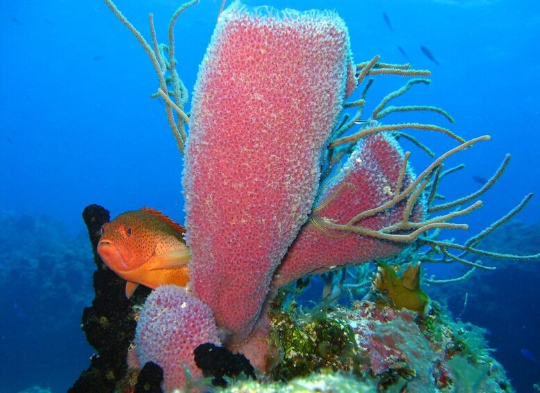 Picture 8 for Activity Cozumel: El Cielo & Palancar Snorkel with Open Bar & Ceviche