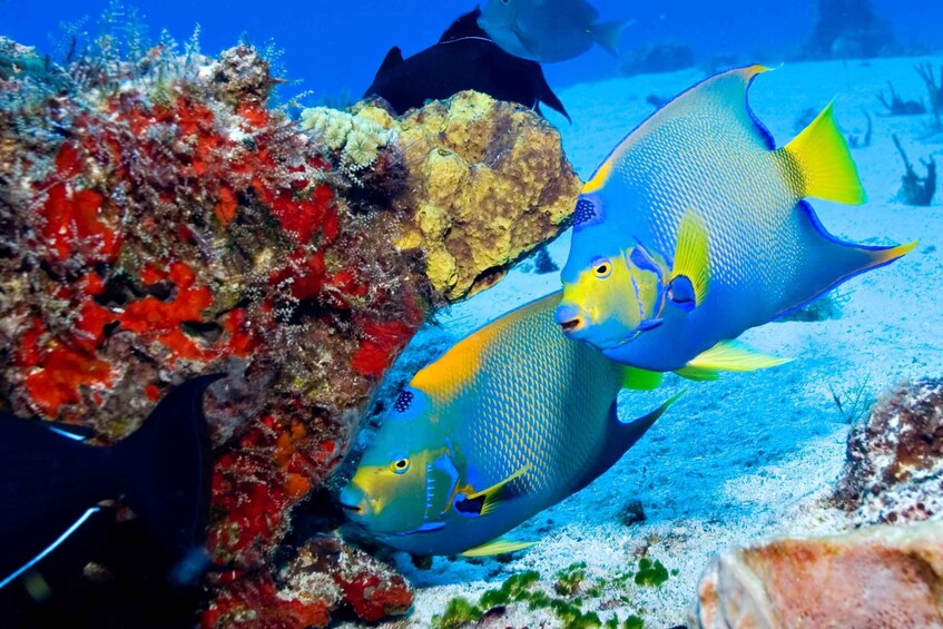 Picture 5 for Activity Cozumel: El Cielo & Palancar Snorkel with Open Bar & Ceviche