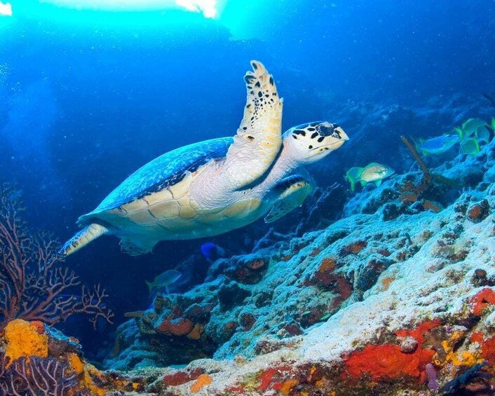 Picture 4 for Activity Cozumel: El Cielo & Palancar Snorkel with Open Bar & Ceviche