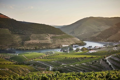 Pinhão : Visite et dégustation de la Quinta do Bomfim