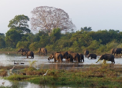 From Habarana or Sigiriya: Minneriya National Park Safari