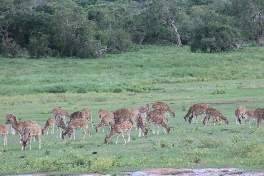 Picture 4 for Activity From Habarana or Sigiriya: Minneriya National Park Safari