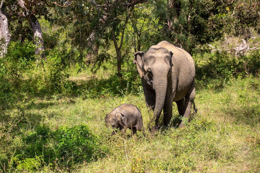 Picture 12 for Activity From Habarana or Sigiriya: Minneriya National Park Safari