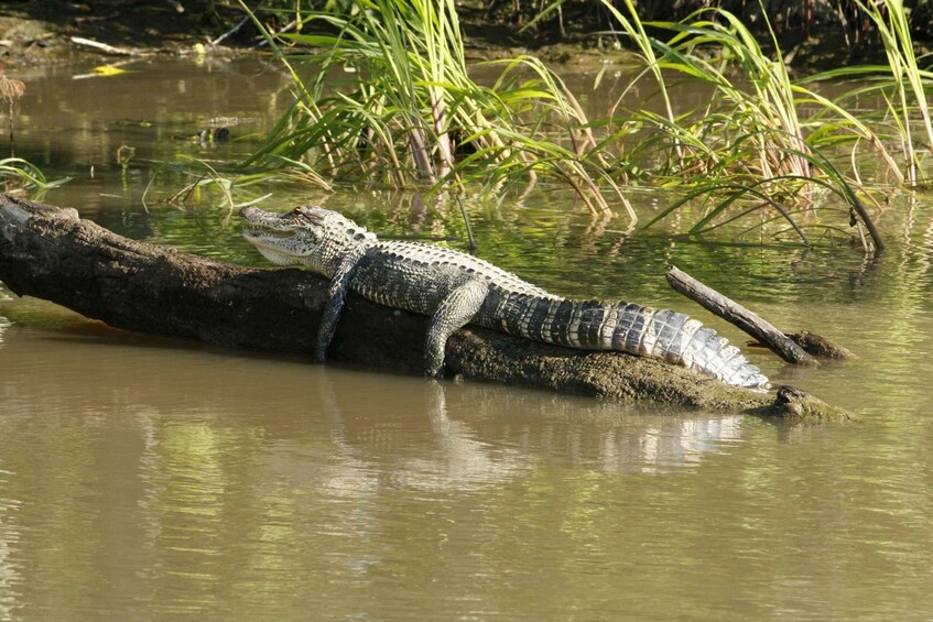 Picture 7 for Activity From Habarana or Sigiriya: Minneriya National Park Safari