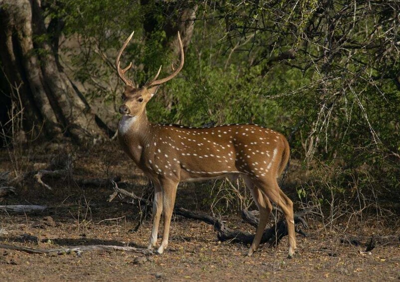 Picture 8 for Activity From Habarana or Sigiriya: Minneriya National Park Safari