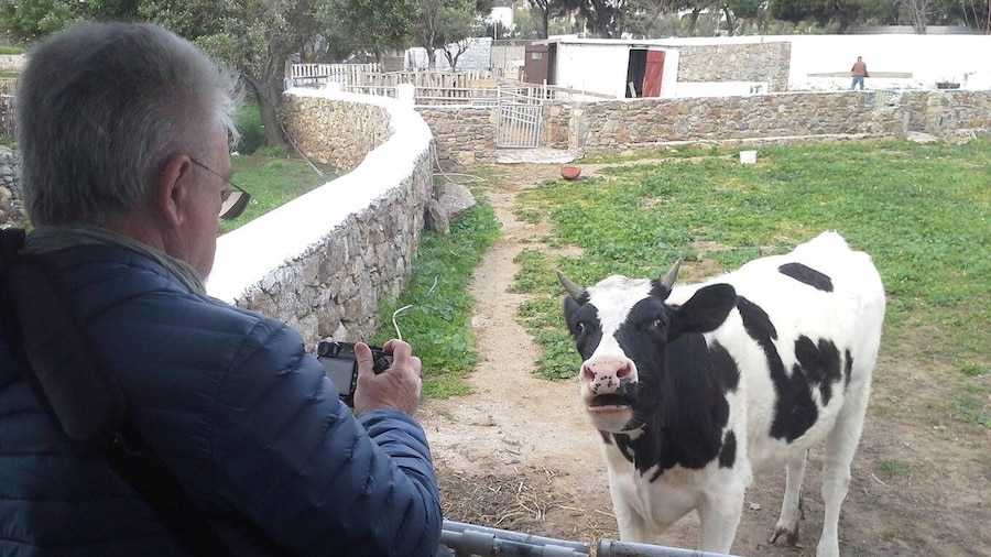 From Mykonos: Ano Mera Farm Tour