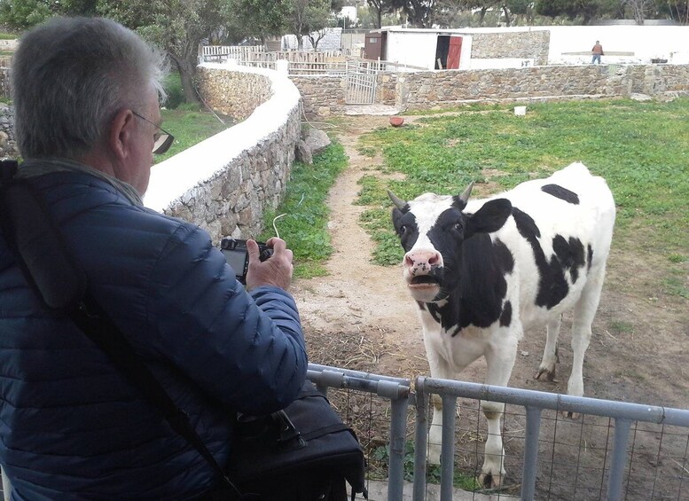 From Mykonos: Ano Mera Farm Tour