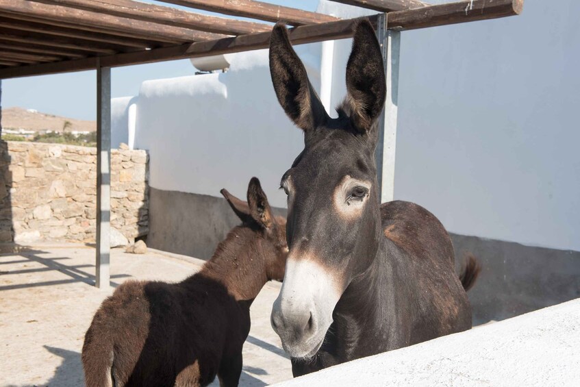 Picture 3 for Activity From Mykonos: Ano Mera Farm Tour