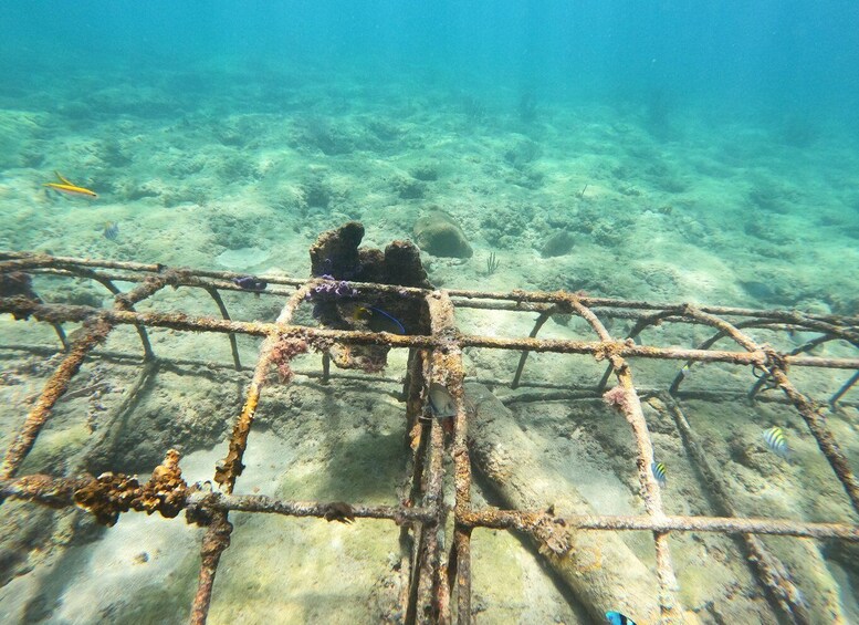 Picture 1 for Activity Fort Lauderdale: Guided Snorkeling Reef Tour and Lesson