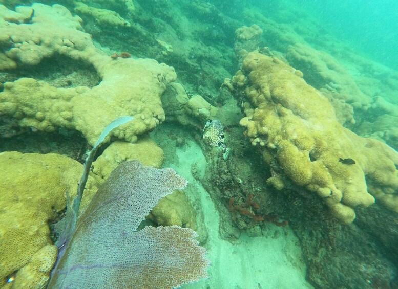 Picture 2 for Activity Fort Lauderdale: Guided Snorkeling Reef Tour and Lesson