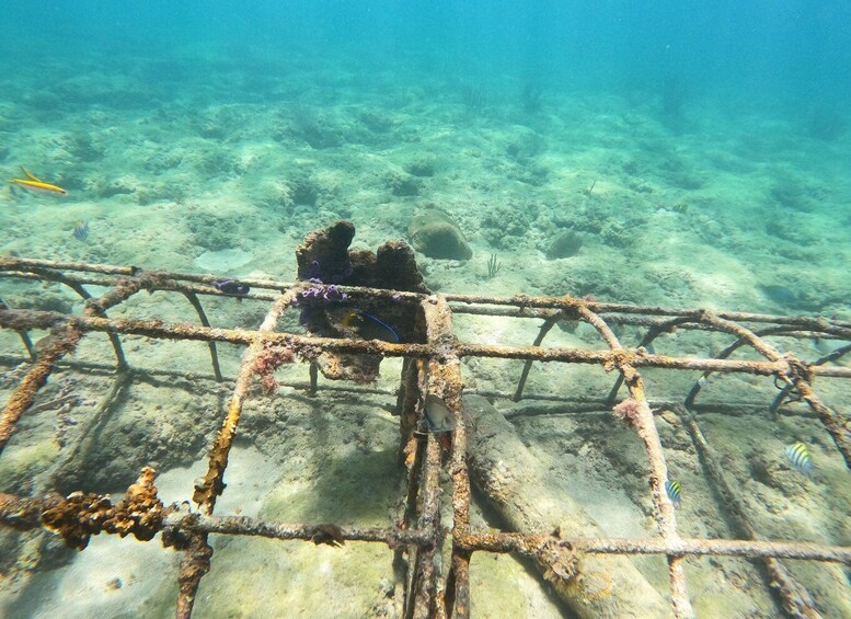 Picture 1 for Activity Fort Lauderdale: Guided Snorkeling Reef Tour and Lesson