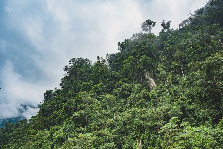 Picture 6 for Activity From Colombo-Negombo-Bentota-Kalutara: Sinharaja Hike