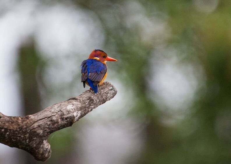Picture 18 for Activity Sri Lanka: Sinharaja rainforest tour from Colombo, Bentota