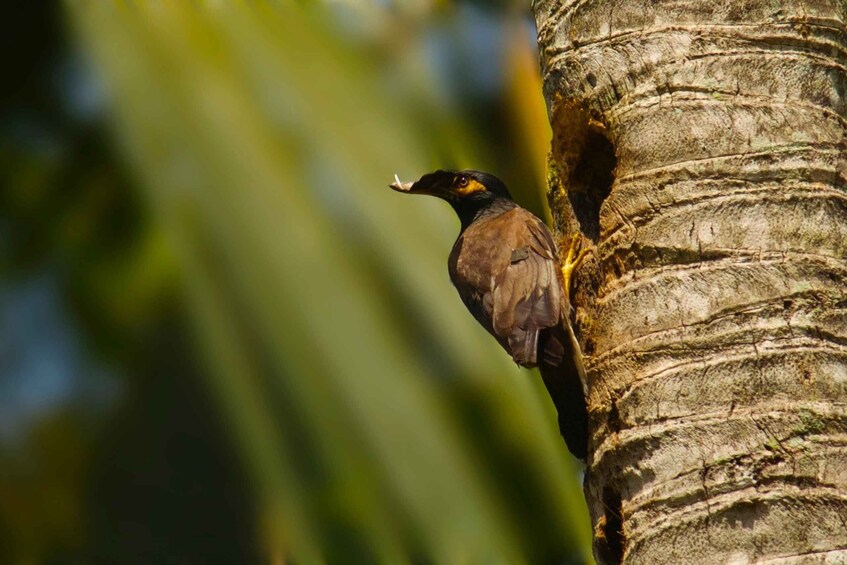 Picture 15 for Activity From Colombo-Negombo-Bentota-Kalutara: Sinharaja Hike