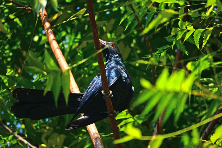 Picture 10 for Activity From Colombo-Negombo-Bentota-Kalutara: Sinharaja Hike