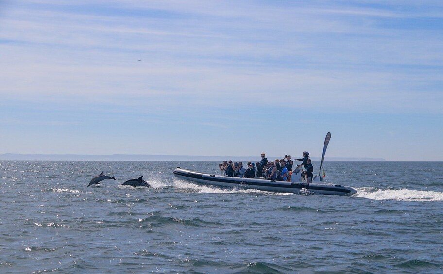 Picture 7 for Activity Lisbon: Dolphin Watching Boat Tour