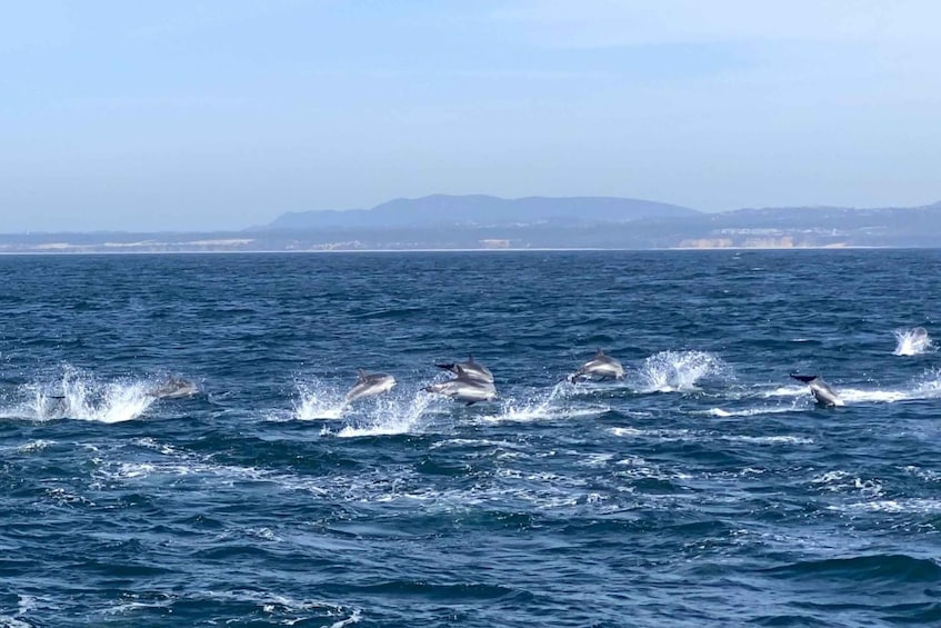 Picture 24 for Activity Lisbon: Dolphin Watching Boat Tour